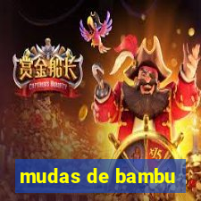 mudas de bambu